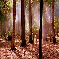 photo "Morning in the forest"