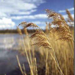 photo "Last year`s grass"