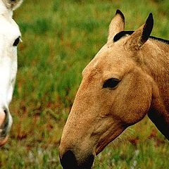 photo "Horses"