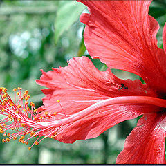 photo "Lady in Red"