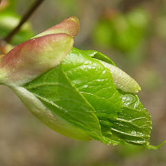 photo "The first leaflets..."