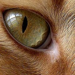 photo "Eye of the tiger"