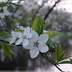 photo "Blossoming cherry"