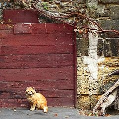 фото "Картинка с кошкой"