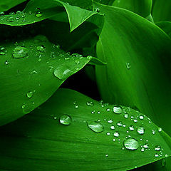 photo "Wet and Green"