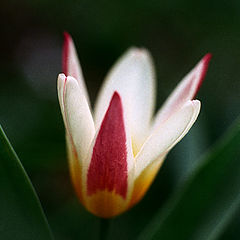 фото "Tulip"