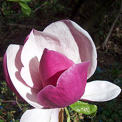 фото "Magnolia"