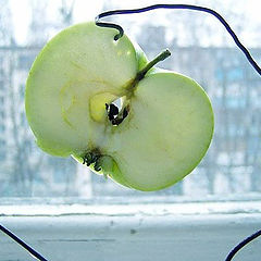 photo "A craddle of the apple seeds"