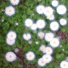 photo "Daisies in Spring"