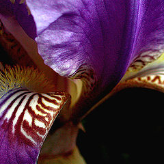 photo "bearded iris"