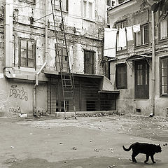 photo "Old Odessa`s Cats"