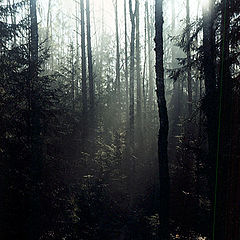 фото "Утро в лесу"