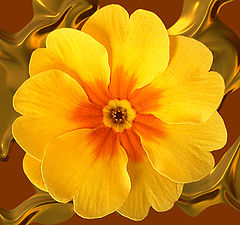 photo "Primrose (study III)"