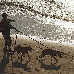 photo "seadogs"