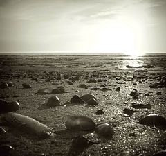 photo "Sand and shells"