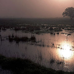 photo "After the Storm...."