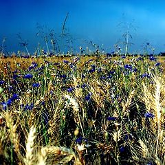 photo "Wheat Field"