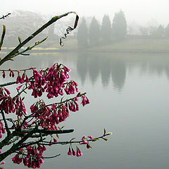 photo "Pink Lake"