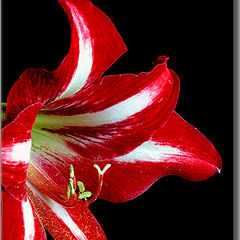 фото "Red"