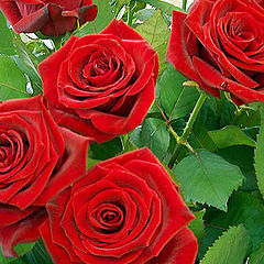 фото "Red roses"