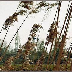 фото "Тростник, ветром колеблемый"