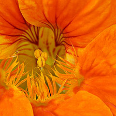 фото "Orange Spring"