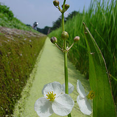 photo "Just a weed in the rice field"