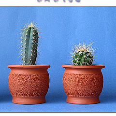 фото "Cactus Panorama"