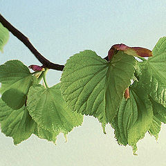 photo "Tilia"