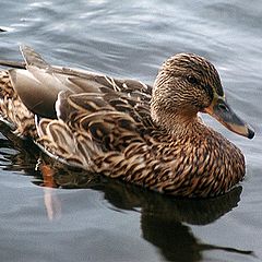 photo "Duck"