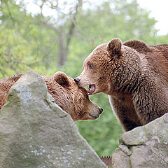 photo "Russian Bear"