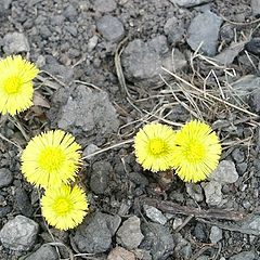 photo "Chelyabinsk, late april (photo #3)"
