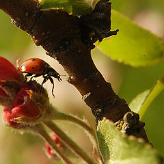 photo "The country of pink apples"