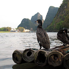 photo "waiting for a fish"