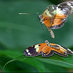 photo "About butterflies in mating season :)"