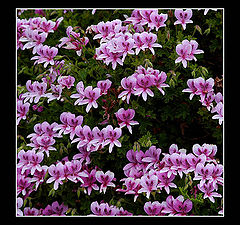 photo "Flowers in my Garden"