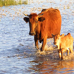 photo "Crossing the puddle"