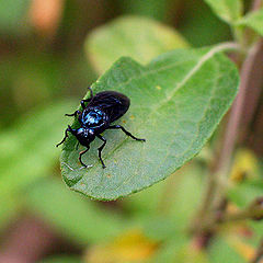 photo "Black Bug"