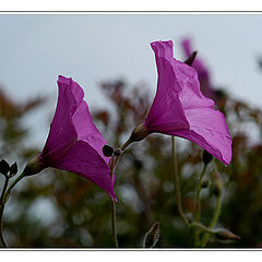 photo "Hearing Melodies of Other Worlds"