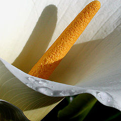 фото "arum lily"
