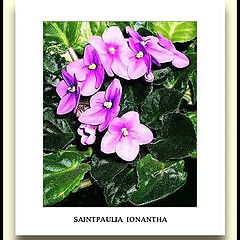 photo "SAINTPAULIA IONANTHA."