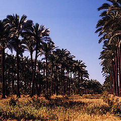 фото "Palm trees"