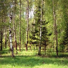фото "Придорожье."