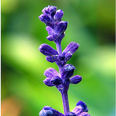 photo "Purple Flowers"