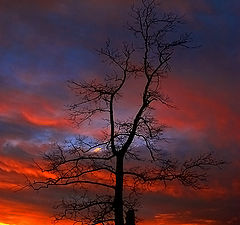 фото "TREE (Nature)"