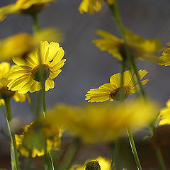 photo "(Chrysanthemum coronarium)"