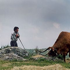 photo "The Shepherd"