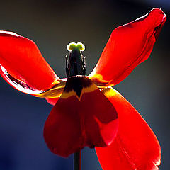 фото "Tulip 2"