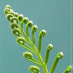 photo "Ringlets"