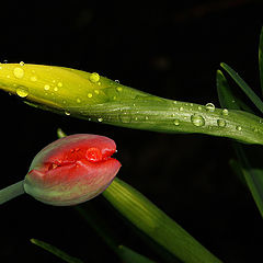 photo "Meeting after rain:)))"